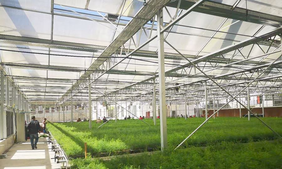 greenhouse sheeting polycarbonate supplier
