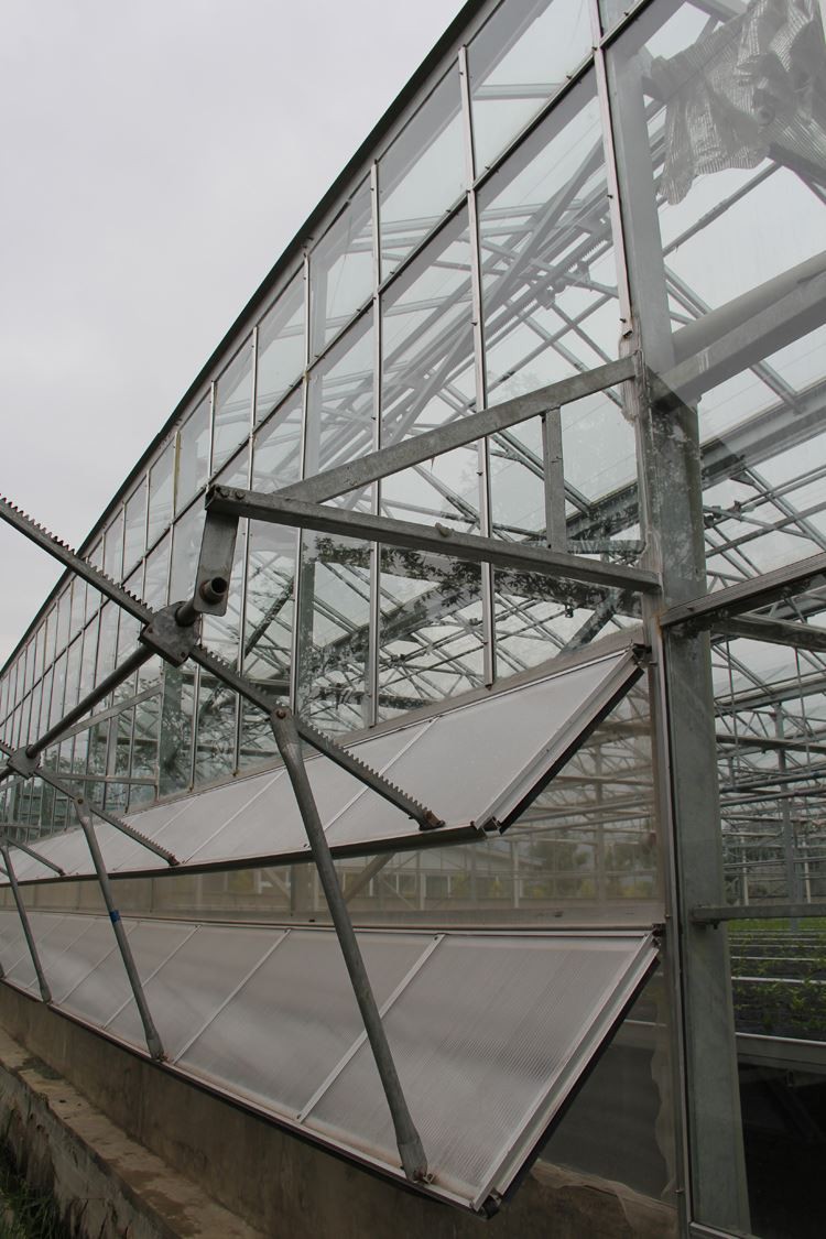 Effects of greenhouse vegetables