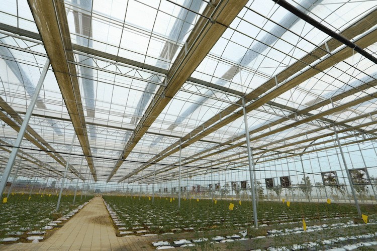 Glass Greenhouse Ventilation System Glass Greenhouse Ventilation System